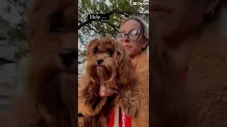 Famous A day in life with a cavapoo puppy 🥰 #dogs  #cute  #life  #cavapoopuppy Net Worth