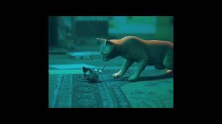 Meeting B12 #gaming #bluetwelvestudio #stray #indiegame #adventuregame #mysterygame #cutecat