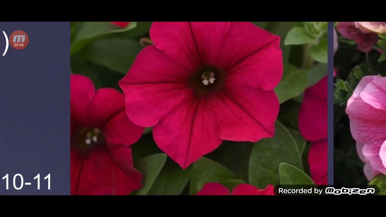 Herbaceous Plant Study List 3