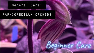 A Chat about General Paphiopedilum / Lady Slipper Orchid Care