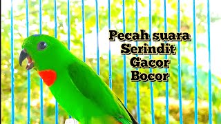 Download Lagu suara burung serindit mantap || gak butuh lama serindit anda lansung yaut. MP3