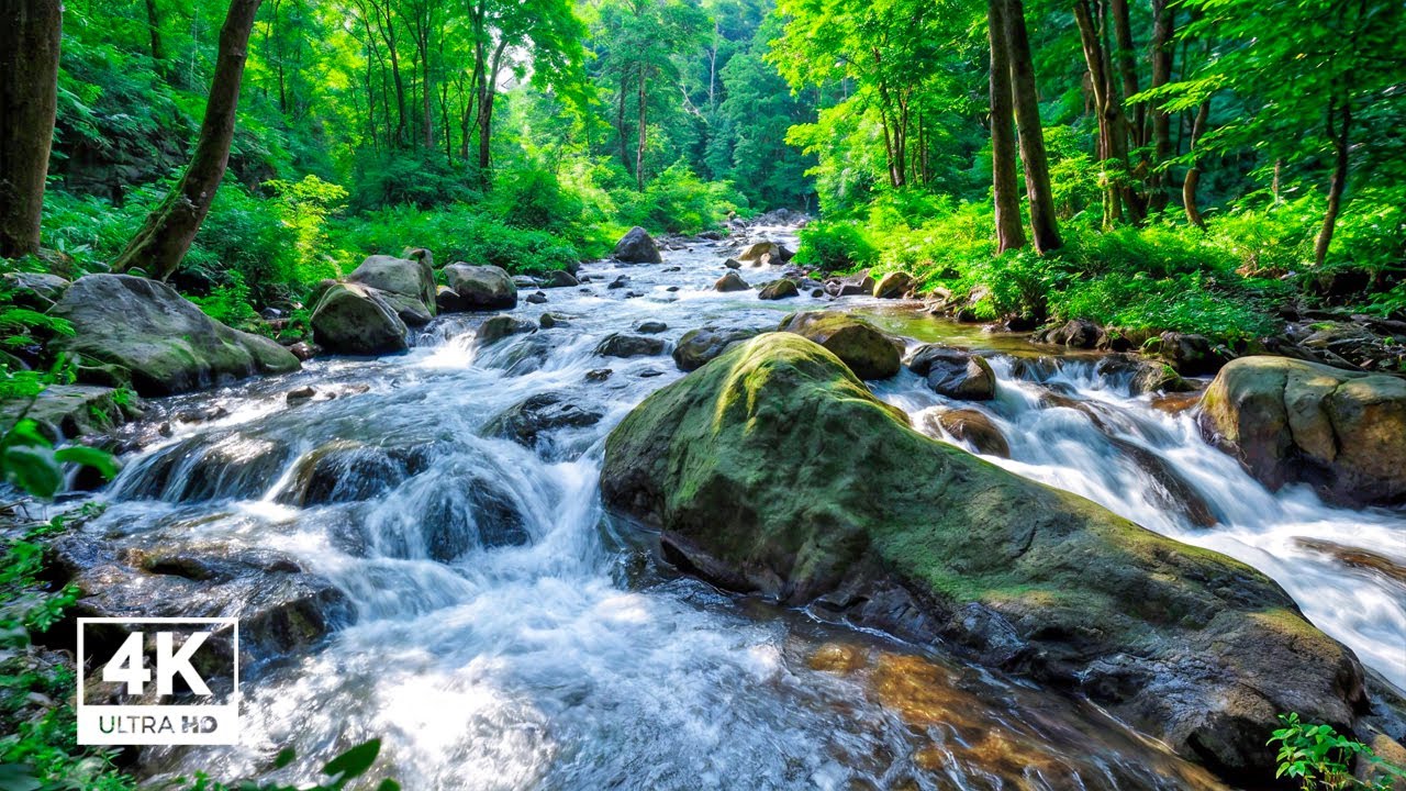 Beautiful Nature Soundscape 🍃 | Birds Singing Near a Forest Stream | Calm & Peaceful Mind
