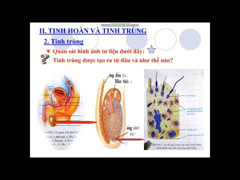 Video Bài 60. Cơ Quan Sinh Dục Nam - Sinh Học 8 - youtube