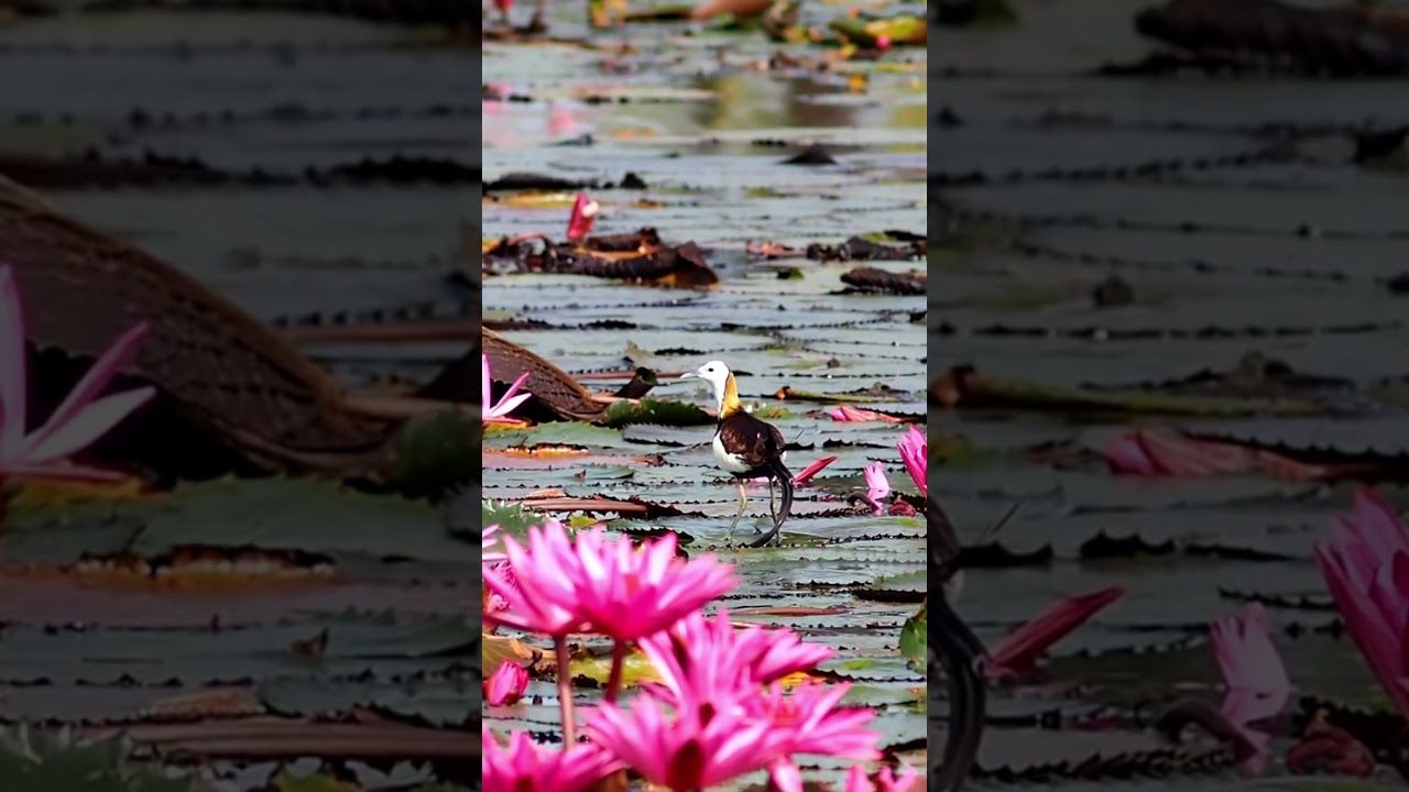 Jacana bird Sounds  –  Spinosha TV | 