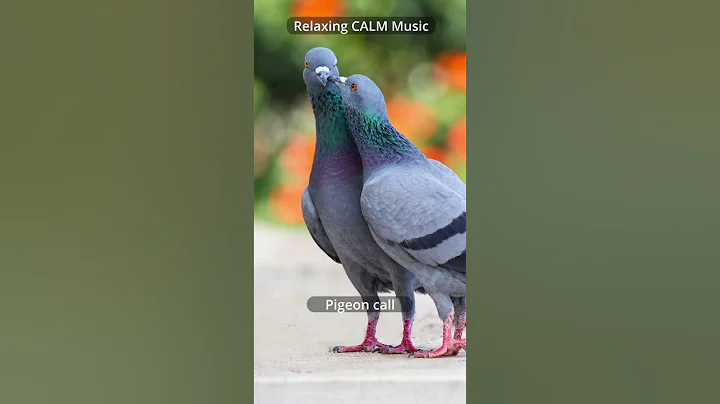Relaxing CALM Music 🎶 | Pigeon call sound