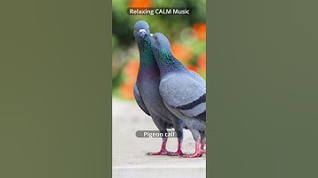 Thumbnail of Relaxing CALM Music 🎶 | Pigeon call sound