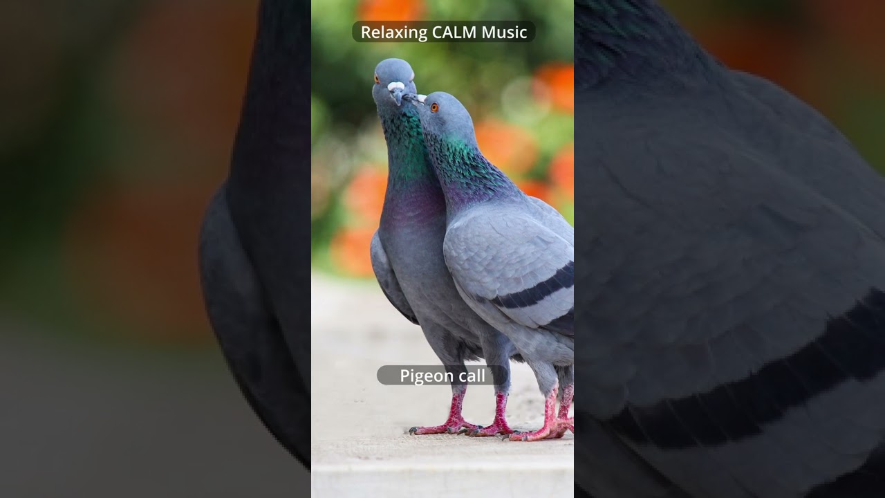 Watch Relaxing CALM Music 🎶 | Pigeon call sound on YouTube Watch Relaxing CALM Music 🎶 | Pigeon call sound on YouTube