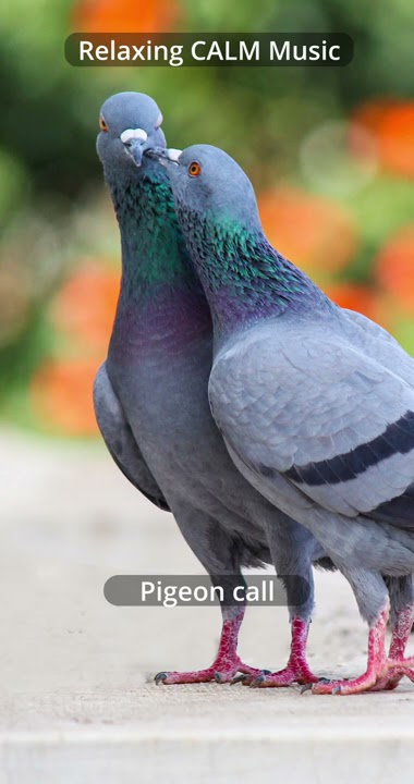 Relaxing CALM Music 🎶 | Pigeon call sound