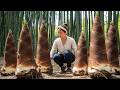 Harvesting the Biggest Bamboo Shoots of the Season — Simple Traditional Cooking Alone in the Forest