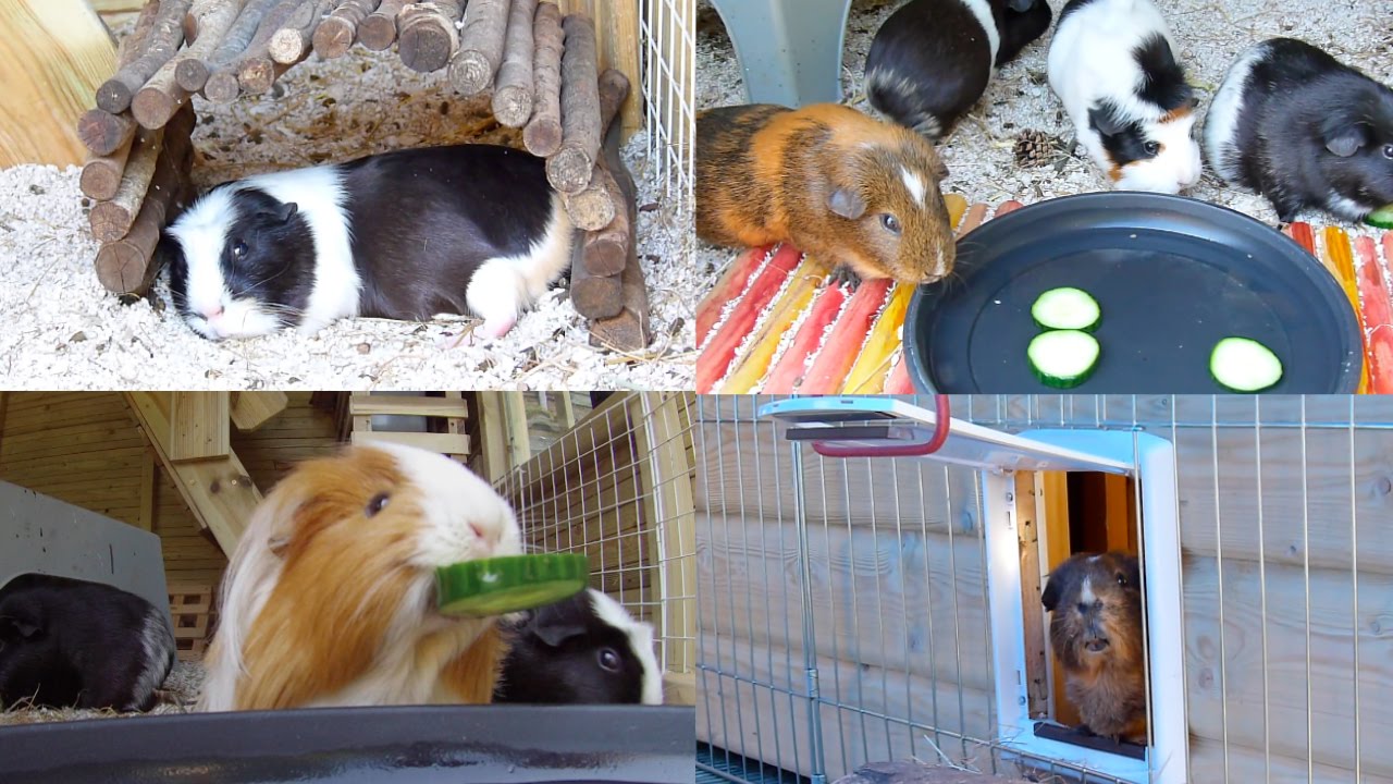 Keeping Guinea Pigs Cool in Summer 
