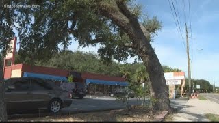 St. Augustine store owner fights for old tree