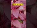 Lal Saag Growing 🌿 | Acche Log Kyu Dukhi Hote Hain? | Shri Krishna Vani #Shorts