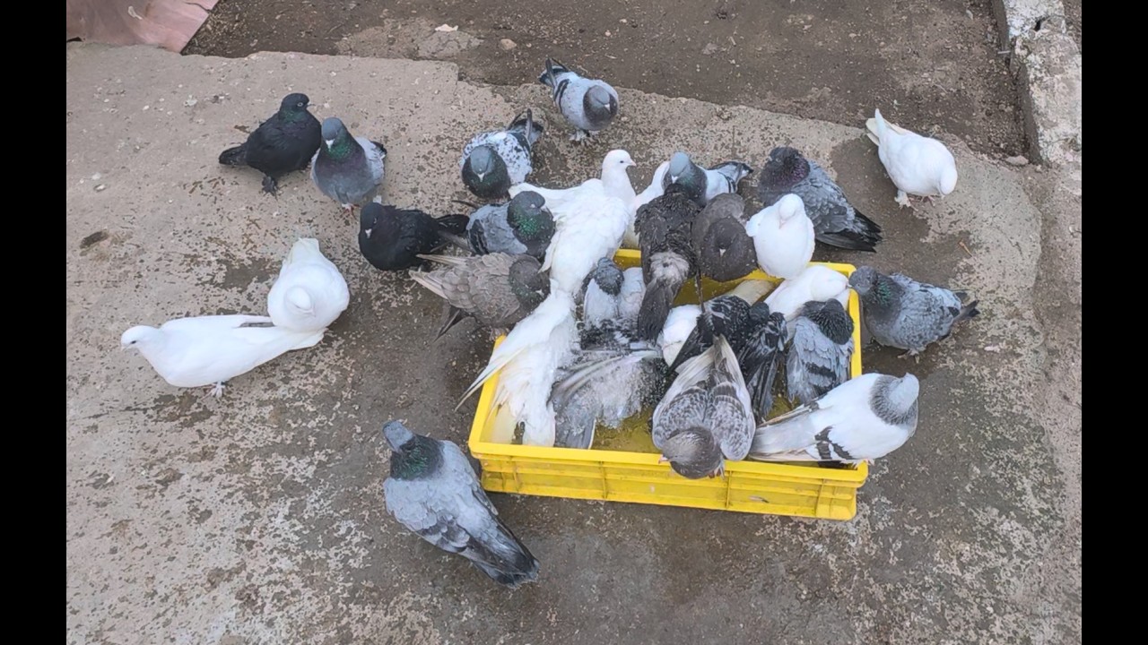 Happy Pigeons Enjoying a Refreshing Bath 🕊️💧 | Pigeon Bath Time & Backyard Loft Life