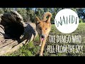 Wandi the dingo  the alpine dingo who fell from the sky