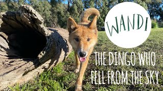 Wandi the Dingo | The ALPINE DINGO who FELL from the SKY