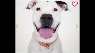 Meet Madamn Tootsie - Peggy Adams Animal Rescue League's pet of the week.