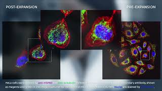 Cell ExM Kit Protocol | Expansion Microscopy Workflow for Animal Cells