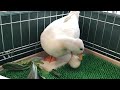 【コールダック】モコちゃんの抱卵