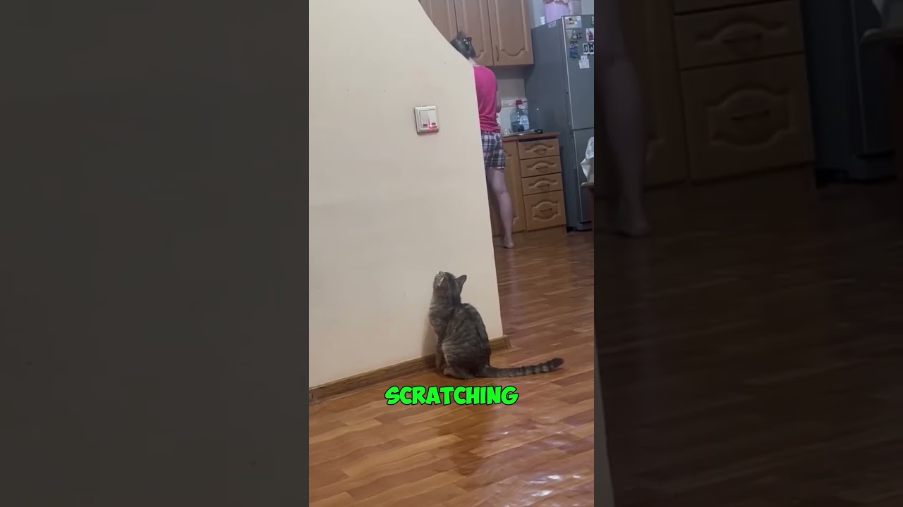 She Trained Her Cat to Turn Off the Lights! 🤯