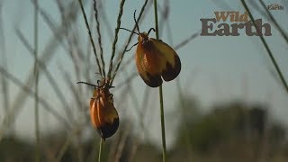 WildEarth - Sunset Safari - 27 February 2020