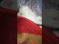#comedy #funny #cat #like #subscribe