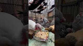 Feeding Turkeys A Feast On Thanksgiving.