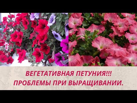 Петуния Вегетативная !Плохой