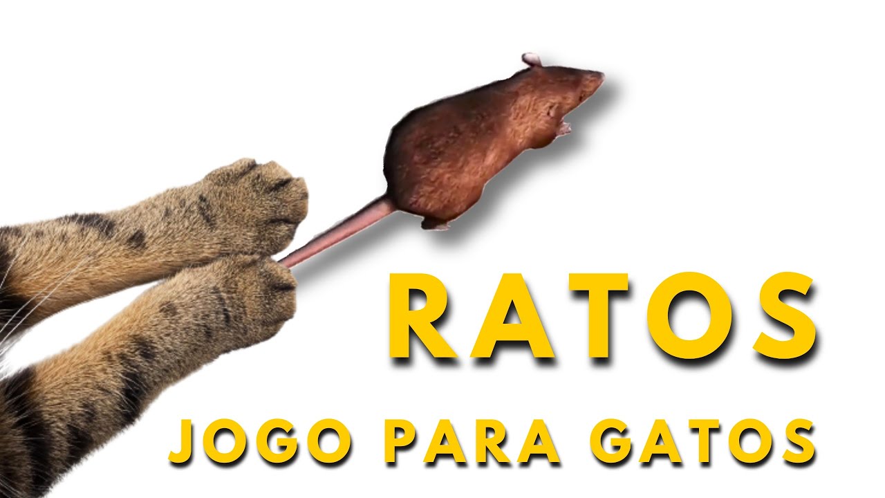 JOGOS PARA GATOS: ratos na tela 