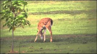 Deer