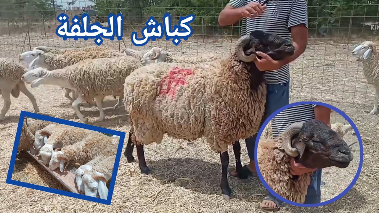 أسعار الكباش لعيد الأضحى المبارك 2021