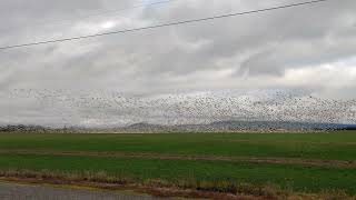 07Dec2025 - Snow Geese Flying