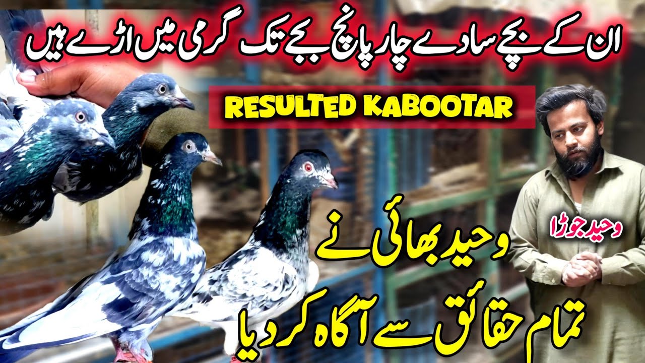 Resulted Kabootar Khobsurat Collection 🔥 || 0370-936-7815 || Waheed Jora k ghr se Shoq 