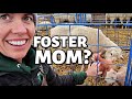TRYING TO FOSTER LAMBS.  (DAY 12):   Vlog 274