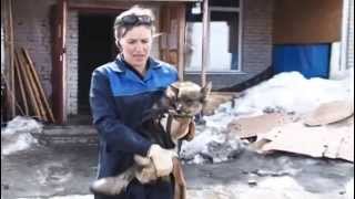 В ДОБРЫЕ РУКИ 27.06.15 (16+) В ДОБРЫЕ РУКИ 27.06.15 (16+)