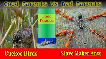 Dictators and manipulators of animal world || Cuckoo Bird  | Cuckoo Catfish  | Slave-maker ants