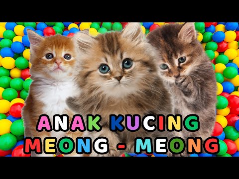 The mother and daughter were very upset because their chicken had disappeared without a trace.