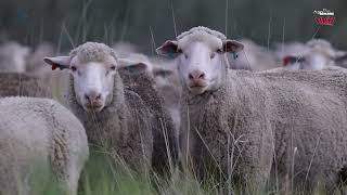 Crux Dohnes Production Auction 2025