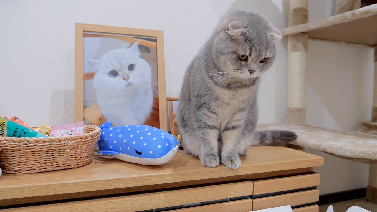 Прощайте. Семья котят остаётся рядом с Лео до самого конца.