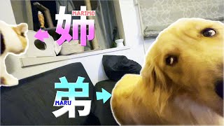 三毛猫とレトリバーに挟まれたら幸せな気持ちになれる