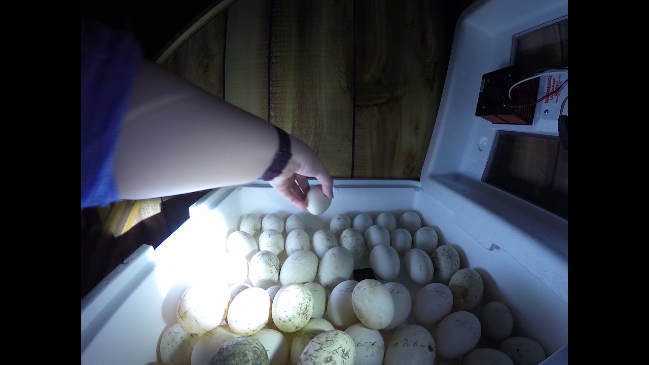 Day 20- Dry Hatching Duck eggs