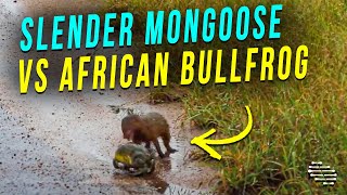 Slender Mongoose Tries to Catch an African Bullfrog but It Makes a Sound That Scares It Away