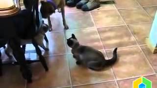 two siamese cats talking to each other1