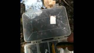 Bass fishing lures ; Using Bluegills as Bait #2