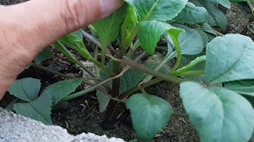 Trồng hoa thược dược 🌸🌼 sớm, 2 lý do có thể bạn chưa biết