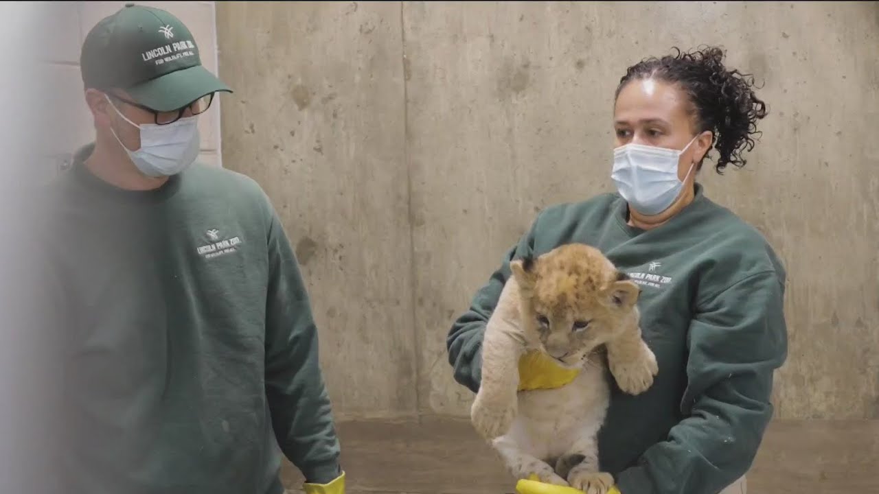 3 new lion cubs at Lincoln Park Zoo get first wellness visit - YouTube
