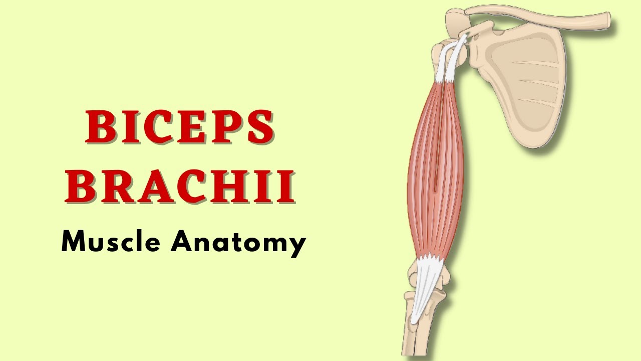 Biceps Brachii Muscle Anatomy Doctor Speaks Youtube