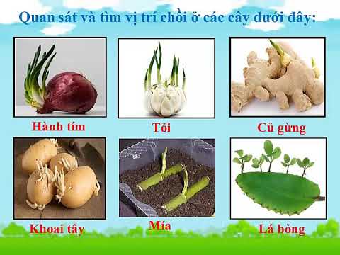 Khối 5 tuần 27 khoa học bài 53 54 cây con mọc lên từ đâu