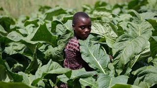 Diese Arbeit Macht Mich Krank - Kinderarbeit Auf Tabakplantagen Und In Steinbrüchen