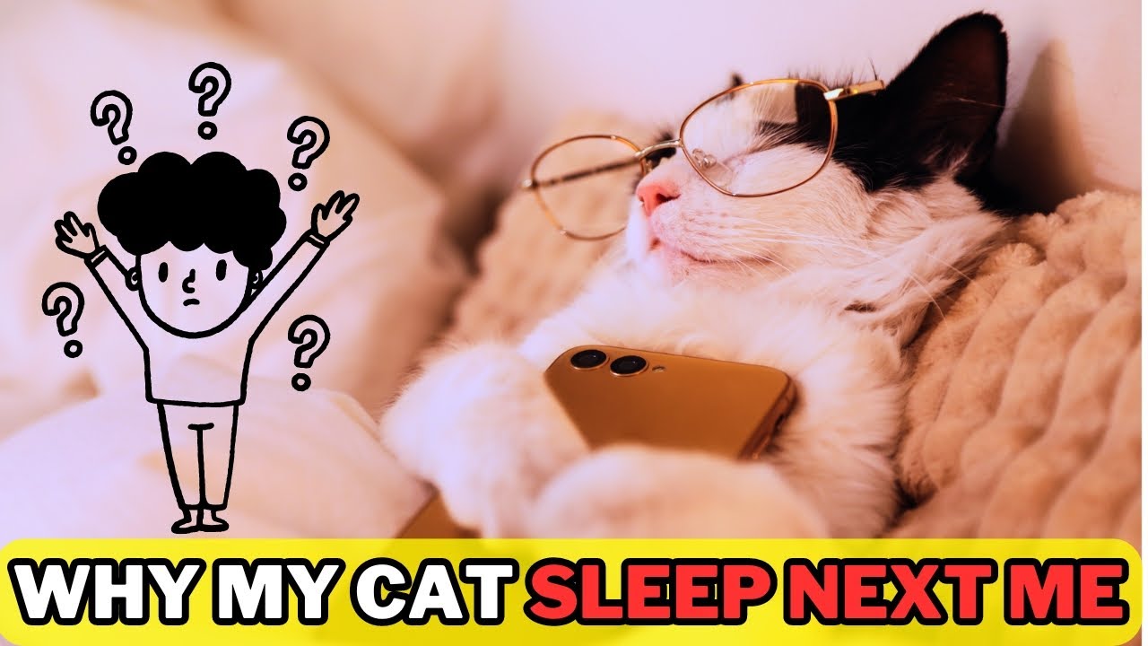Why Does My Cat Sleep With Me |5 Reasons You’ll Love to Know! - YouTube