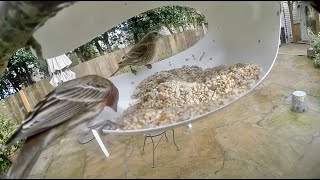 February small feeder birds of San Francisco